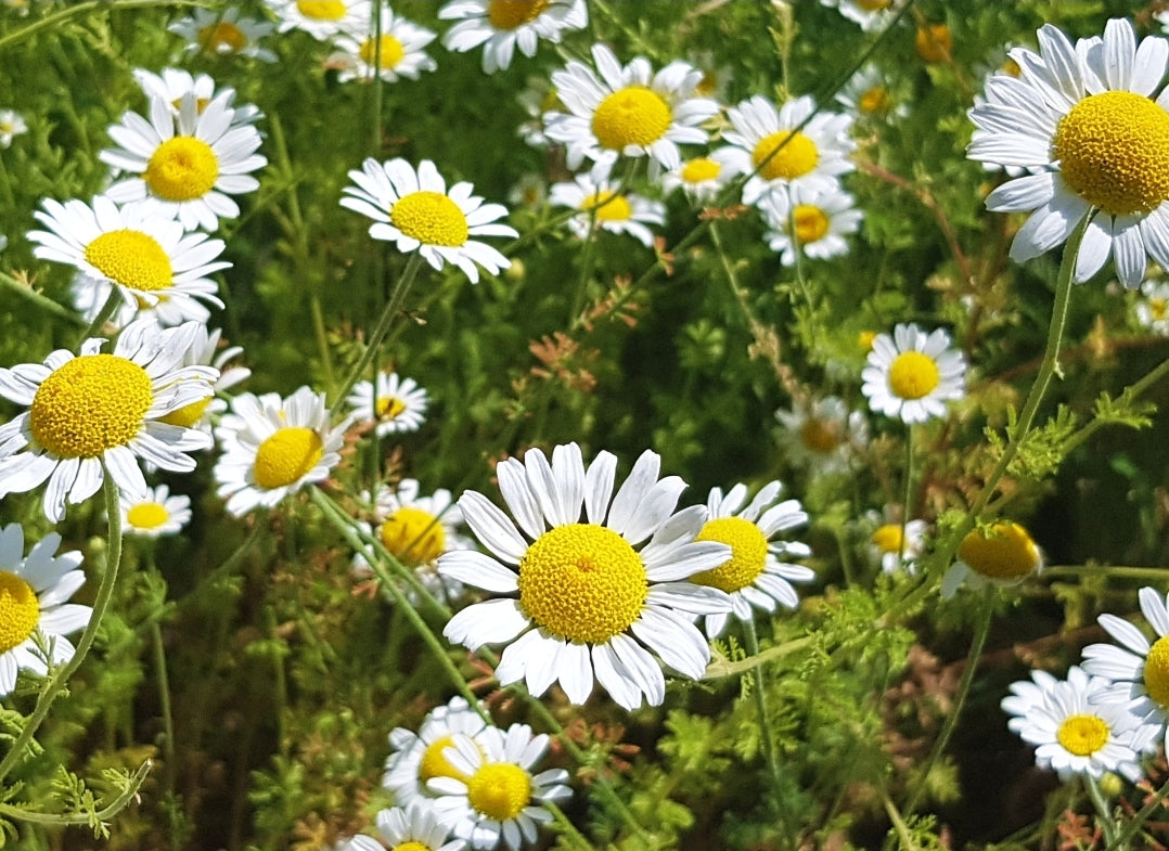 Wild Bosnian camomile blossoms – naturally caffeine-free, handpicked and glass-packed for calming herbal tea.
