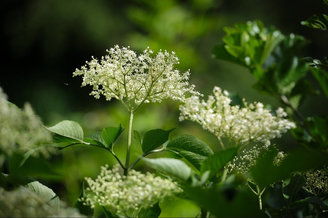 Wild Elderflowers – Hand-Harvested, Sun-Dried, Unsprayed Blossoms for Tea & Syrup