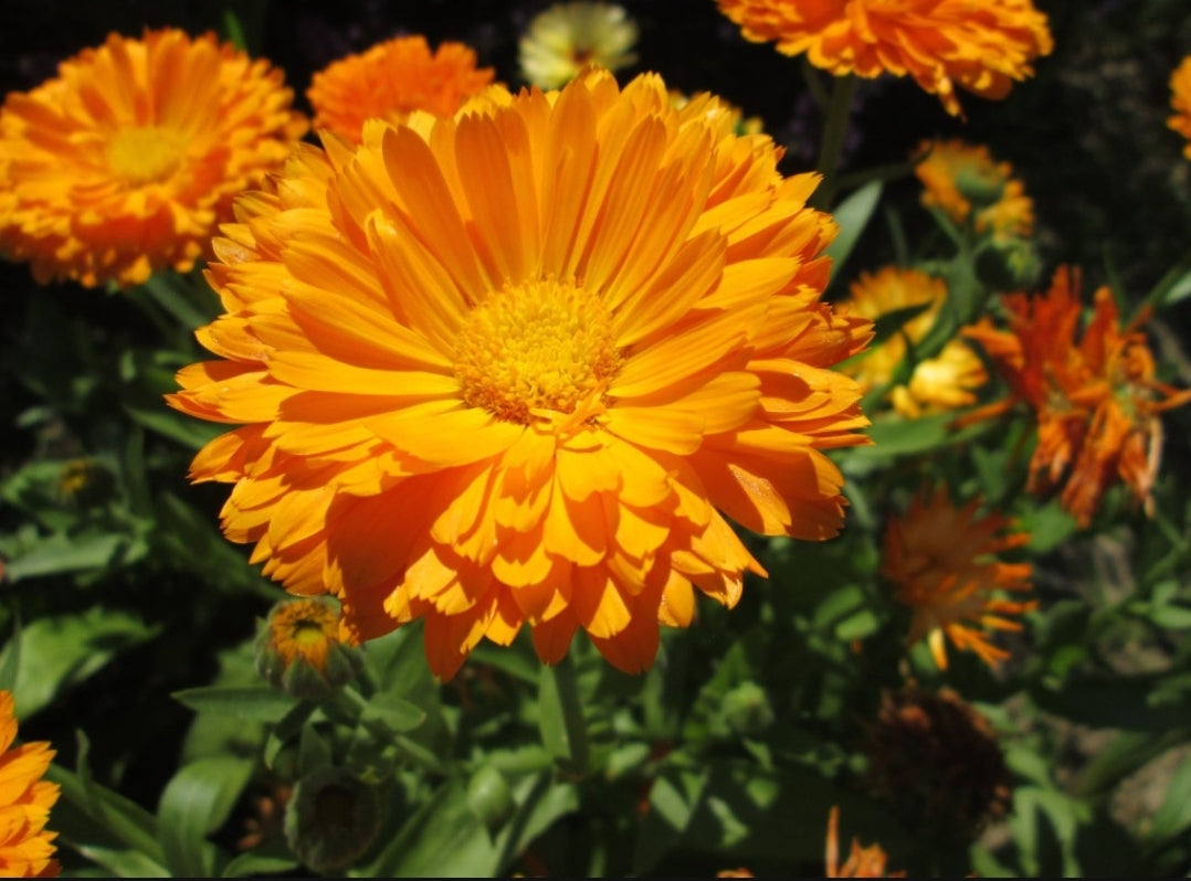 Bosnian Marigold Blossoms – Pesticide-Free Calendula Petals for Oils, Skin & Wellness