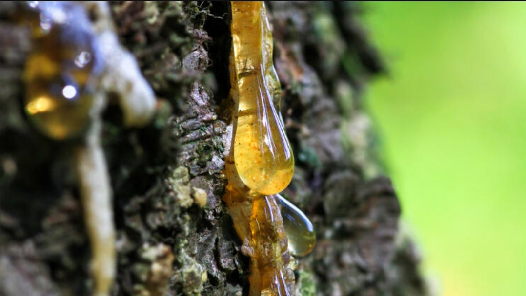 Hand-harvested Bosnian tree resin with balsamic aroma – natural incense and salve ingredient.