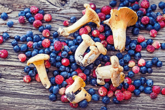 Wild-Harvested Superfood Snacks: Dried Berries and Mushrooms