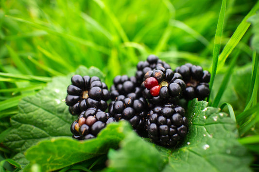 Nutritional Power: Wild vs. Cultivated Berries