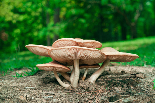 Dried Wild Mushrooms