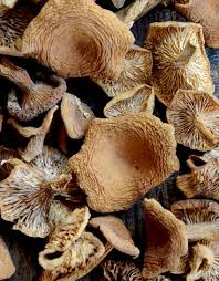 Dried Forest Mushrooms