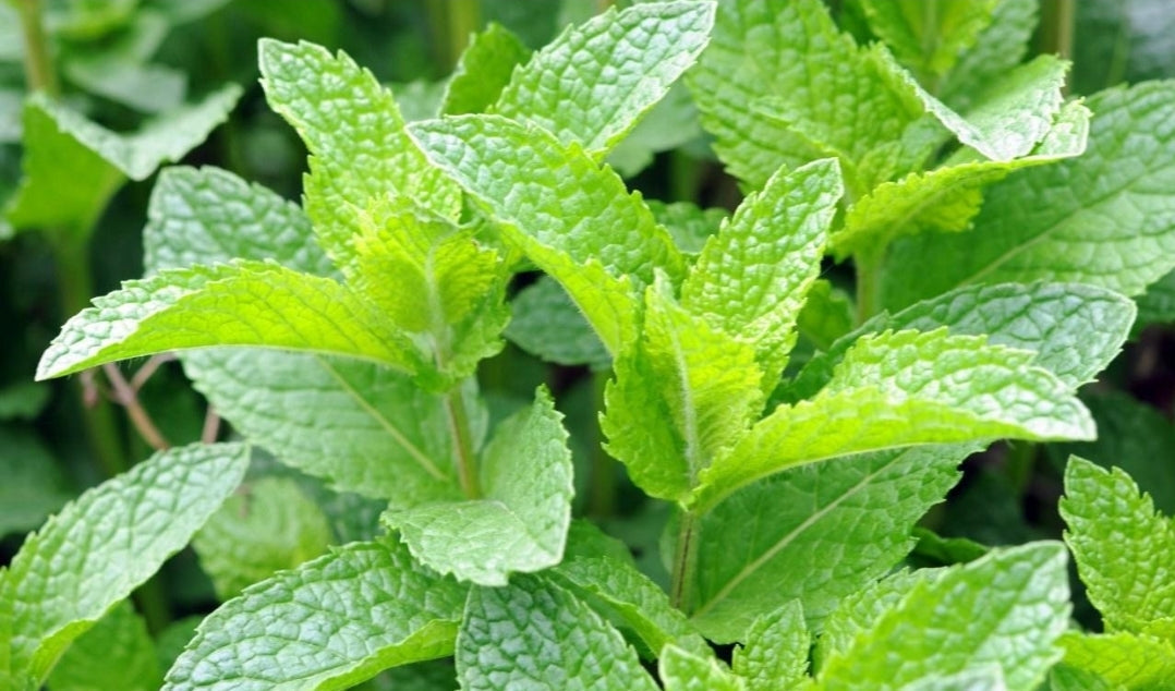 Herbs & Blossoms – For Tea & Wellness