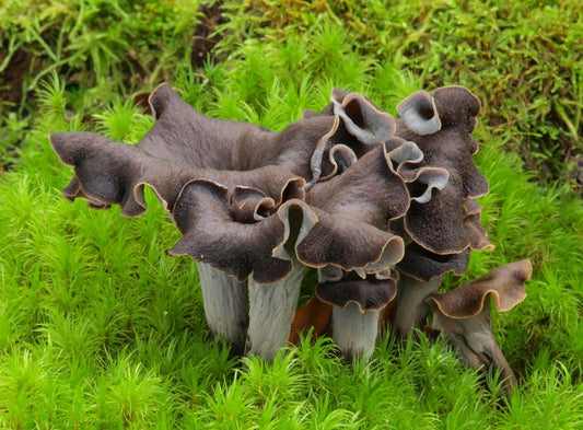 100% wild black trumpet mushrooms from Bosnia – rare, smoky, and intensely flavorful gourmet fungi.