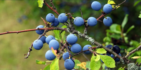 Dried sloe berries – frost-harvested from wild Bosnian hedgerows, antioxidant-rich and ideal for homemade gin, teas, or natural dye recipes