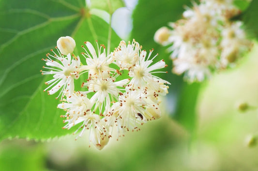 Wildcrafted lime blossoms from Bosnian linden trees – calming herbal tea and natural skincare.