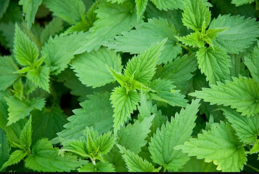 Dried nettle leaves – wild-harvested, mineral-rich, and perfect for detox teas or soup blends