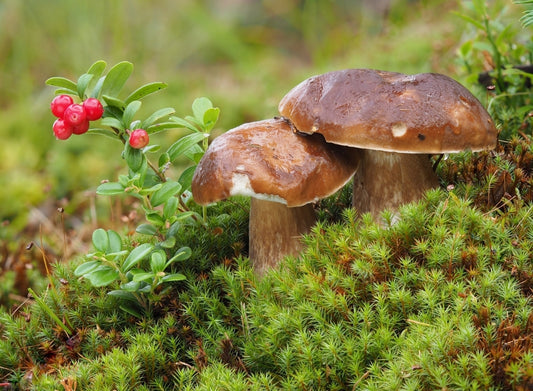 Wild sun-dried porcini mushrooms from Bosnia – intense forest flavor, perfect for risottos, sauces, and gourmet recipes.