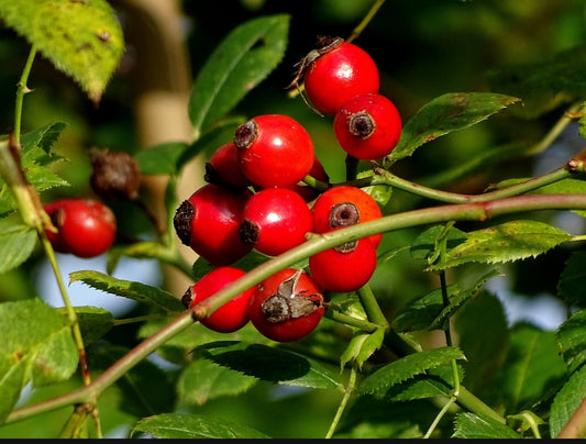 Wild Bosnian Rose Hips – Cold-Processed & Vitamin C-Rich