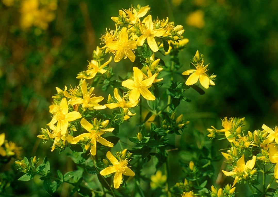 Sun-Dried St. John’s Wort – Wild-Harvested Bosnian Blossoms for Herbal Teas & Oils