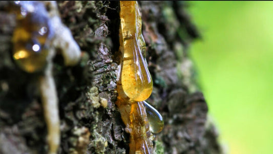 Hand-harvested Bosnian tree resin with balsamic aroma – natural incense and salve ingredient.