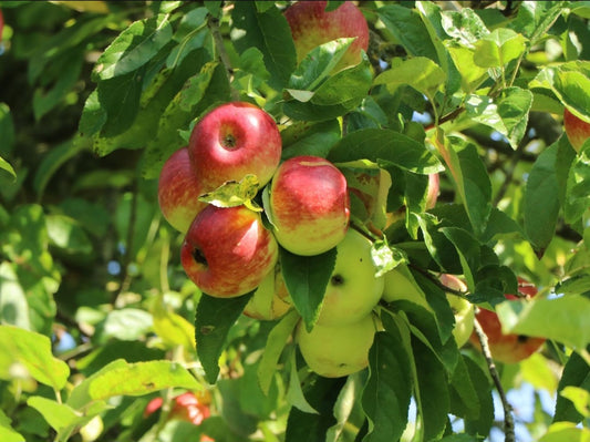 Sun-dried wild apples from Bosnia – tangy, nutrient-rich fruit for teas, muesli, and natural jams.