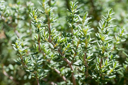 Wild thyme sprigs sun-dried from Bosnia’s rocky slopes – 100% natural, rich in essential oils.