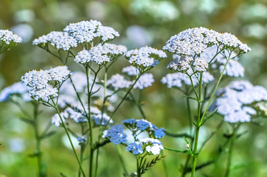 Wild Yarrow Herb – Silvery-Green Bosnian Leaves for Tea, Oils & Wellness Uses