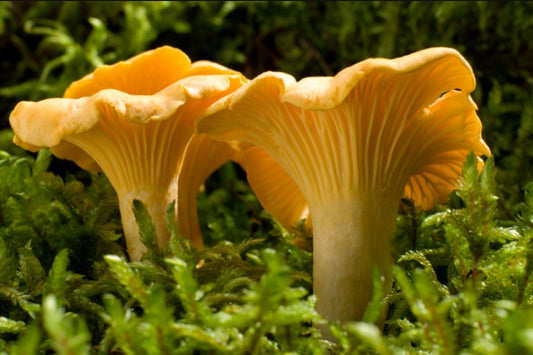 Wild Chanterelle Mushrooms from Bosnia – Air-Dried Gourmet Fungi with Golden Hue in Natural Woodland Setting