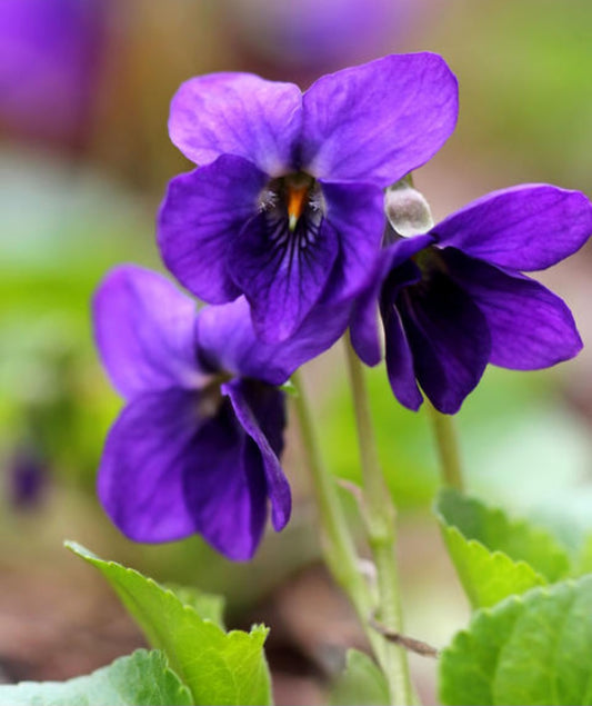 Wild violet petals from Bosnia – dried for tea infusions.